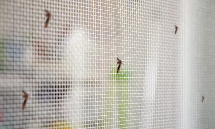 4 triki za učinkovito obrambo pred komarji